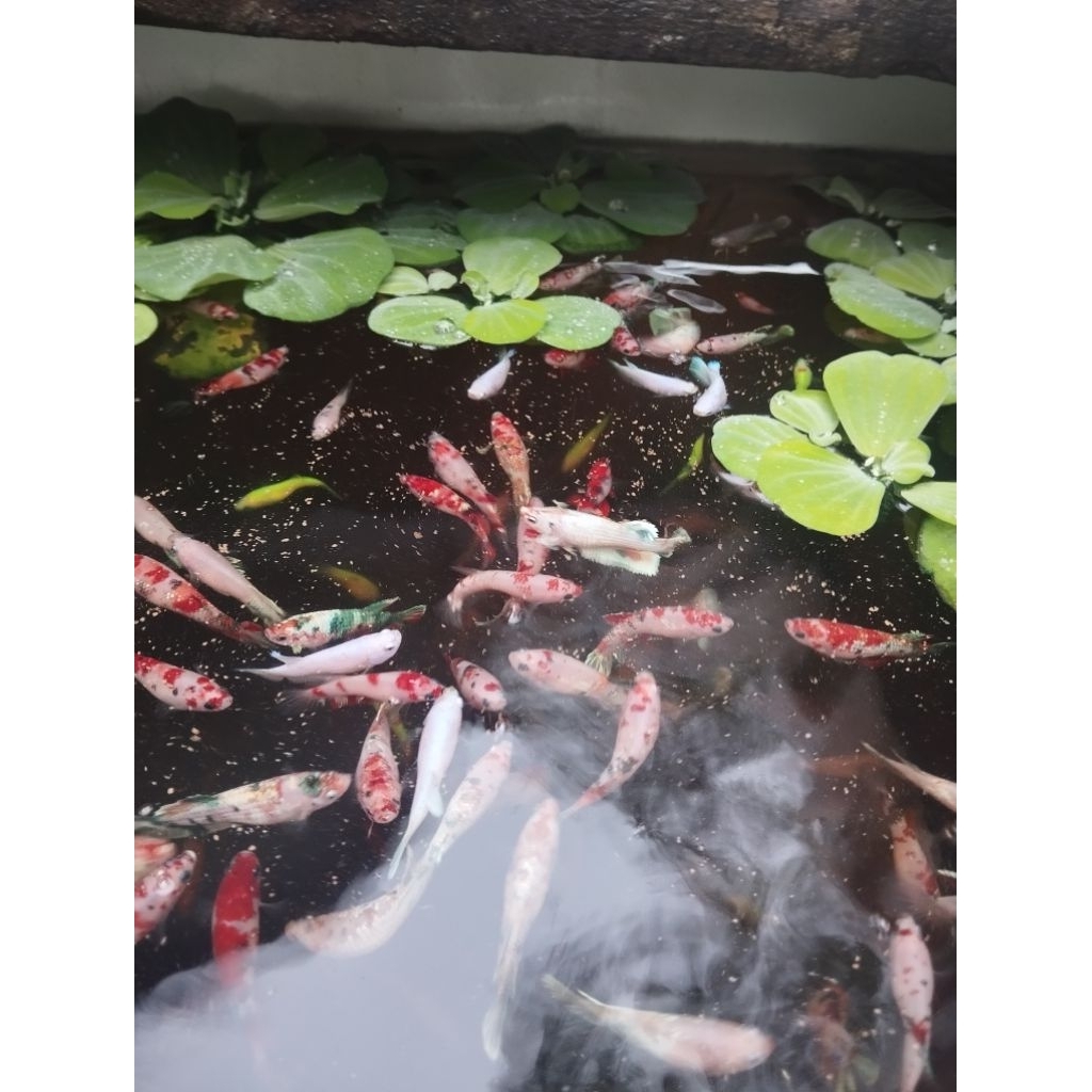 Cupang Betana Bahan Indukan Koi Nemo multycolor Candy Usia Empat Bulan