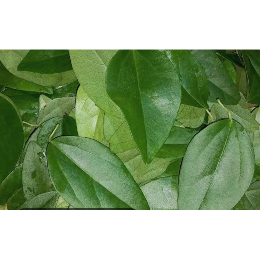 

daun cincau rambat jelly 100 lembar