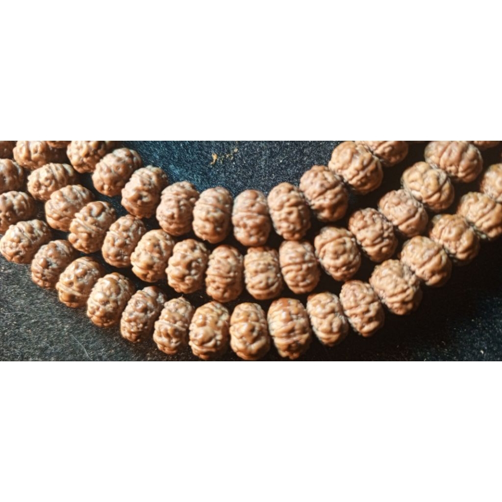 Rudraksha beads raja bodhi asli