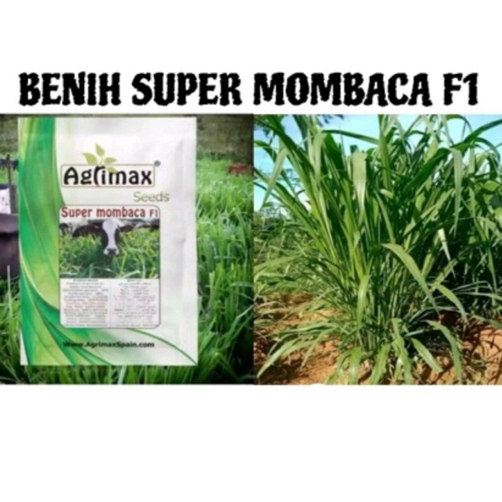 Benih super mombaca F1 kemasan 1kg agrimax spanyol