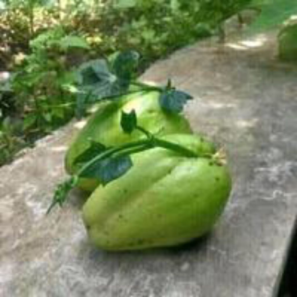 

Labu Siam super siap tanam 2bibit