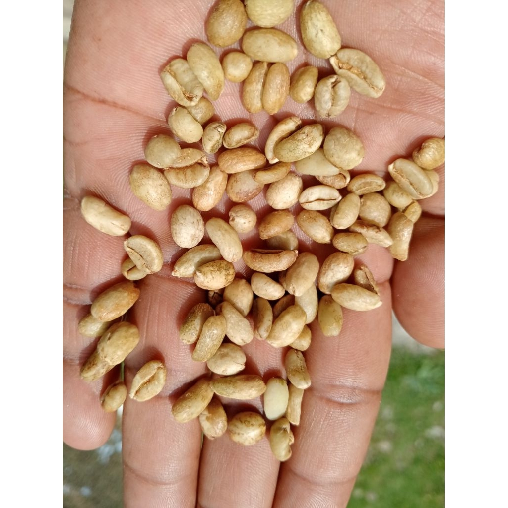 

green bean kopi exelsa wonosalam 500gr