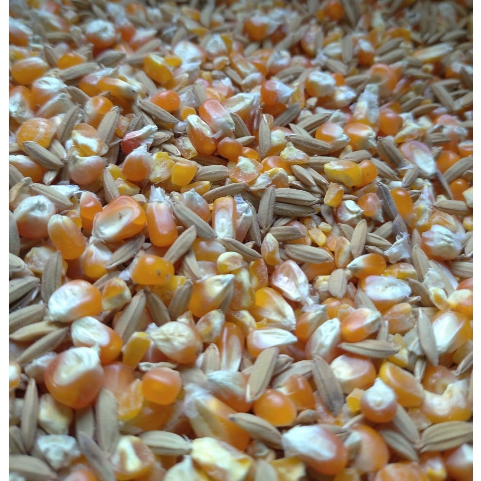 pakan ayam dan burung jagung campur gabah 1kg ayam bangkok