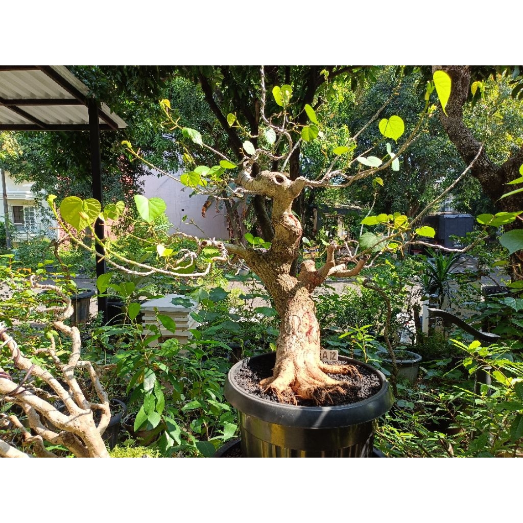 BONSAI WARU VARIGATA SISIP WARU TAIWAN