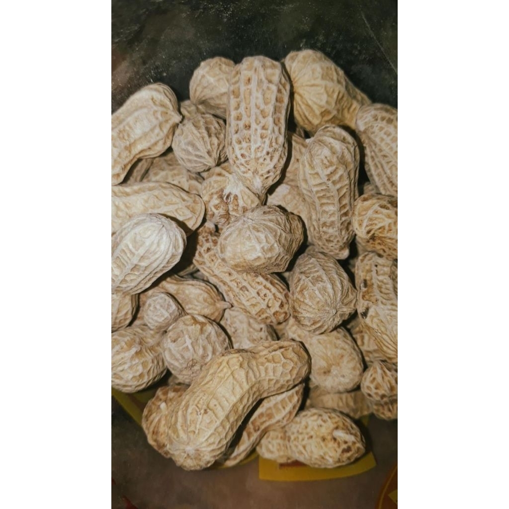 

Kacang Kulit Oven Asin Gurih 250/500gr