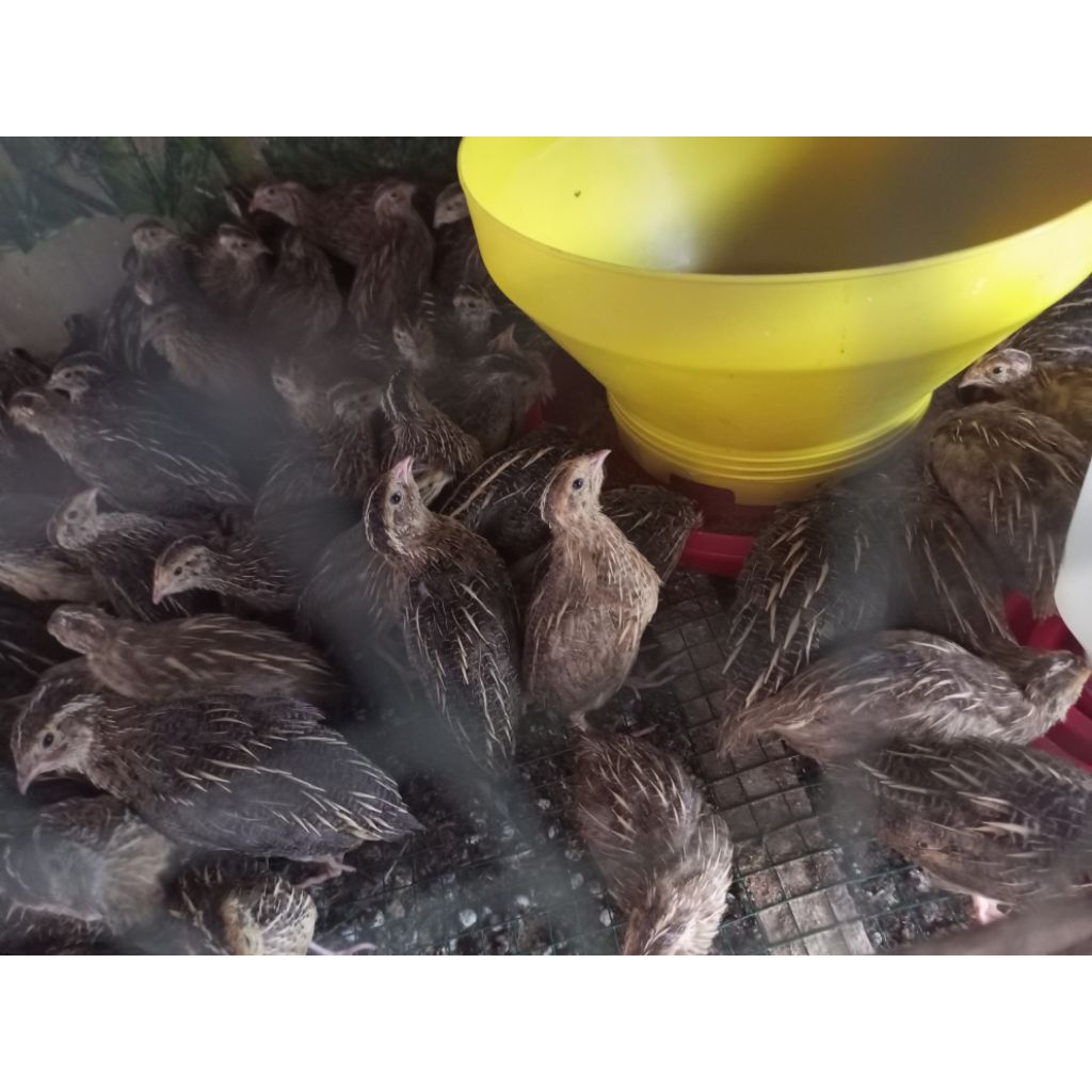 Puyuh Petelur - Bibit Puyuh Betina Petelur