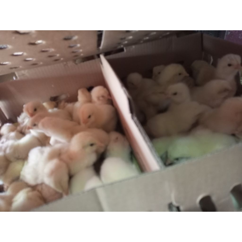 Ayam Negeri Jantan Siap  Ternak (Sudah Vaksin) - Doc Ayam Jantan - Ayam Pedaging -Bibit Ayam Jantan 