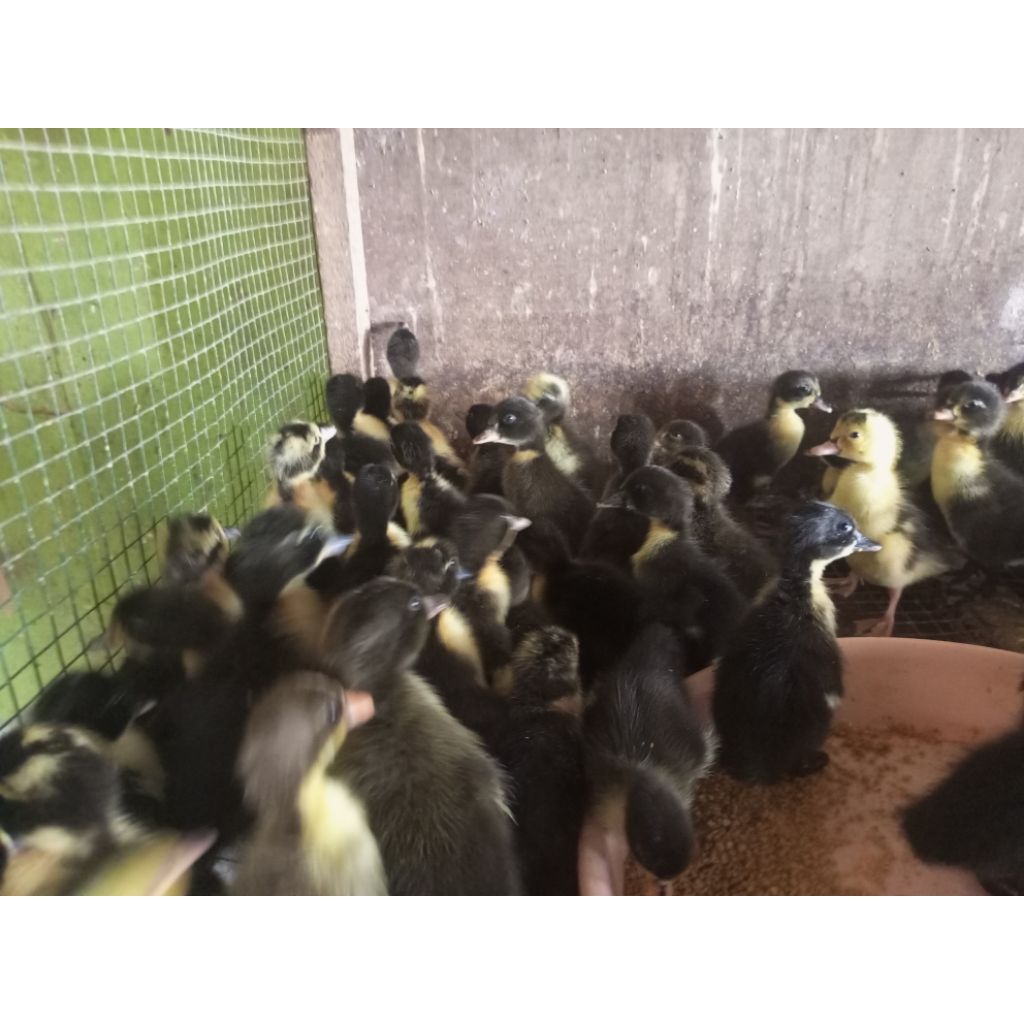 

Bebek Hibrida - Bebek Pedaging Hibrida Bebek Leher Panjang - Bebek Potong