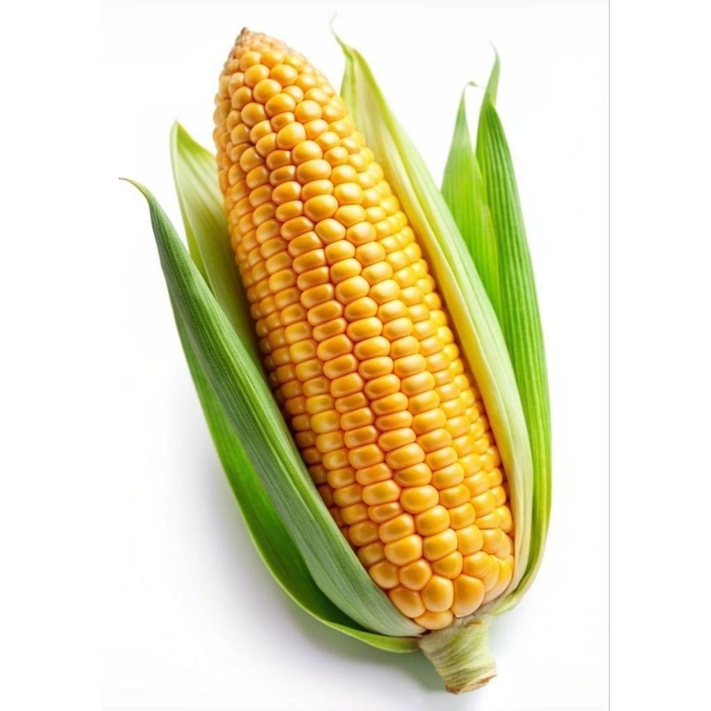 

Jagung manis ECER 1buah