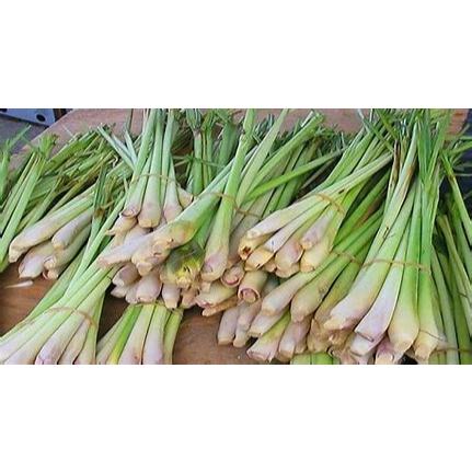 

serai segar 500g harga murah