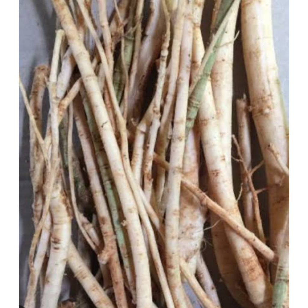 

Jualakar pepaya gandul ataunama lain gedang karayunan kuwalitas bagus 1 kg