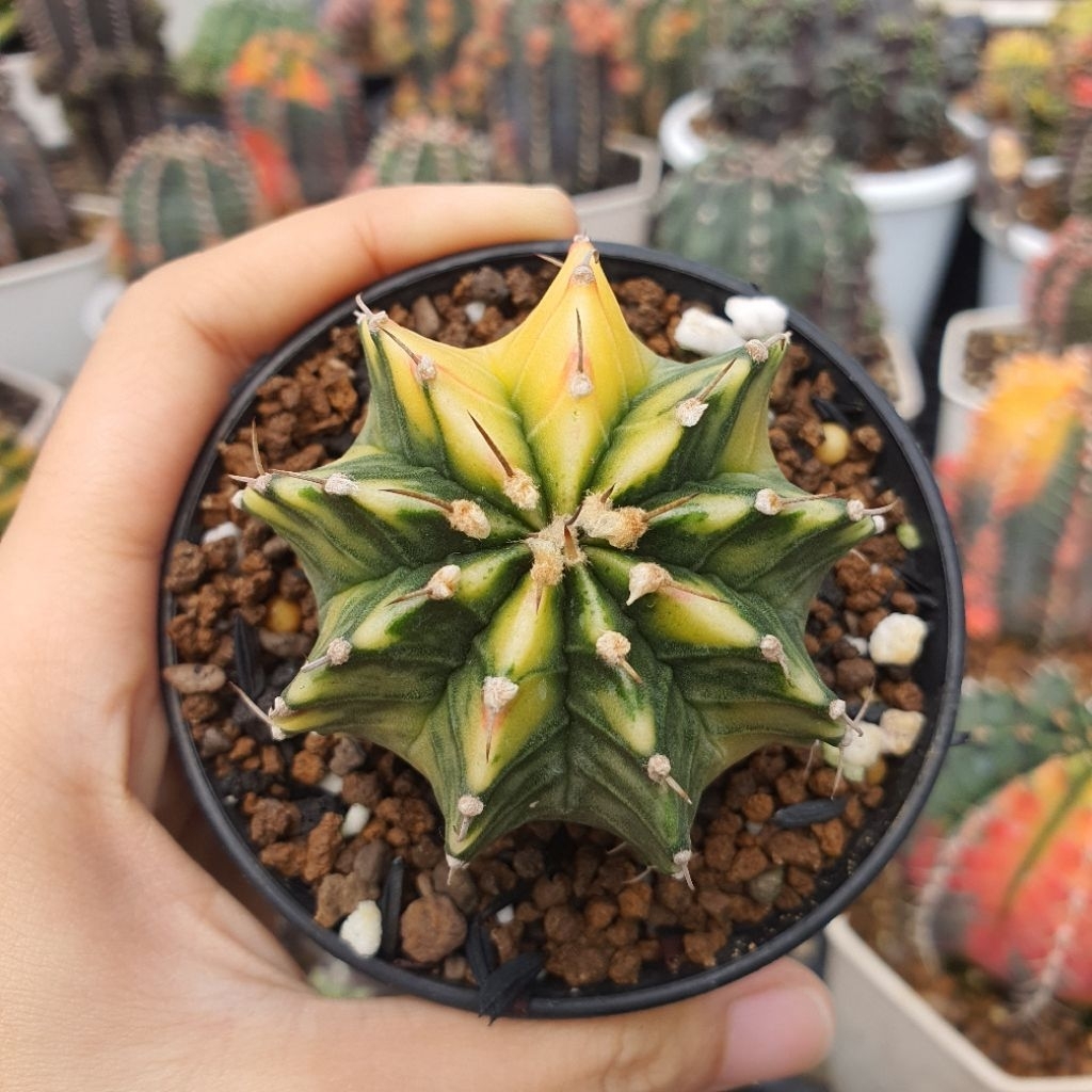Gymnocalycium LB 2178 Hybrid Variagata Selected Pattern Single Spine