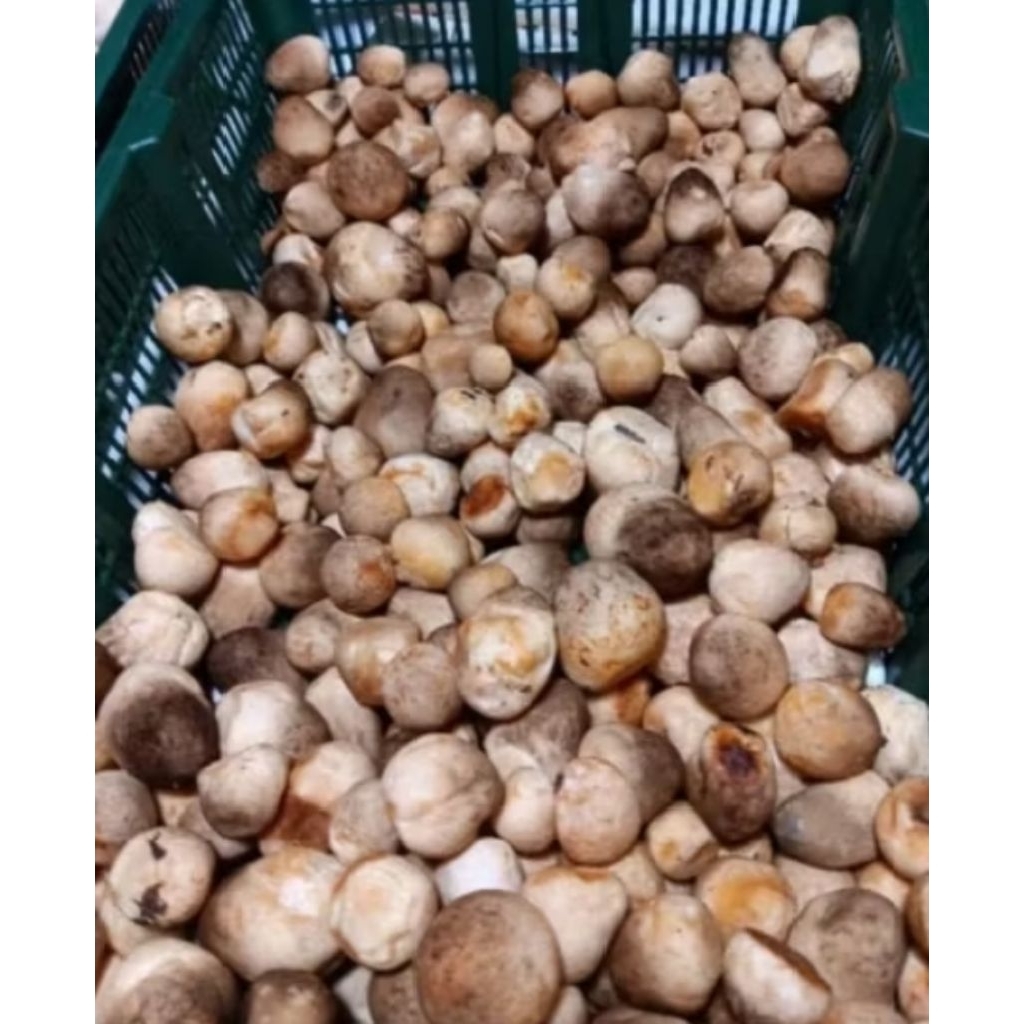 

jamur merang segar 250gr