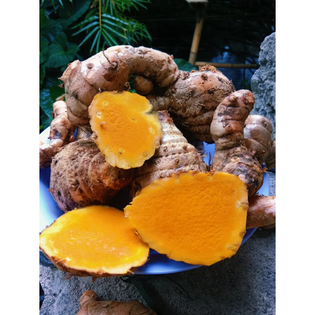 

Temulawak fresh segar 1kg/ biang temulawak organik