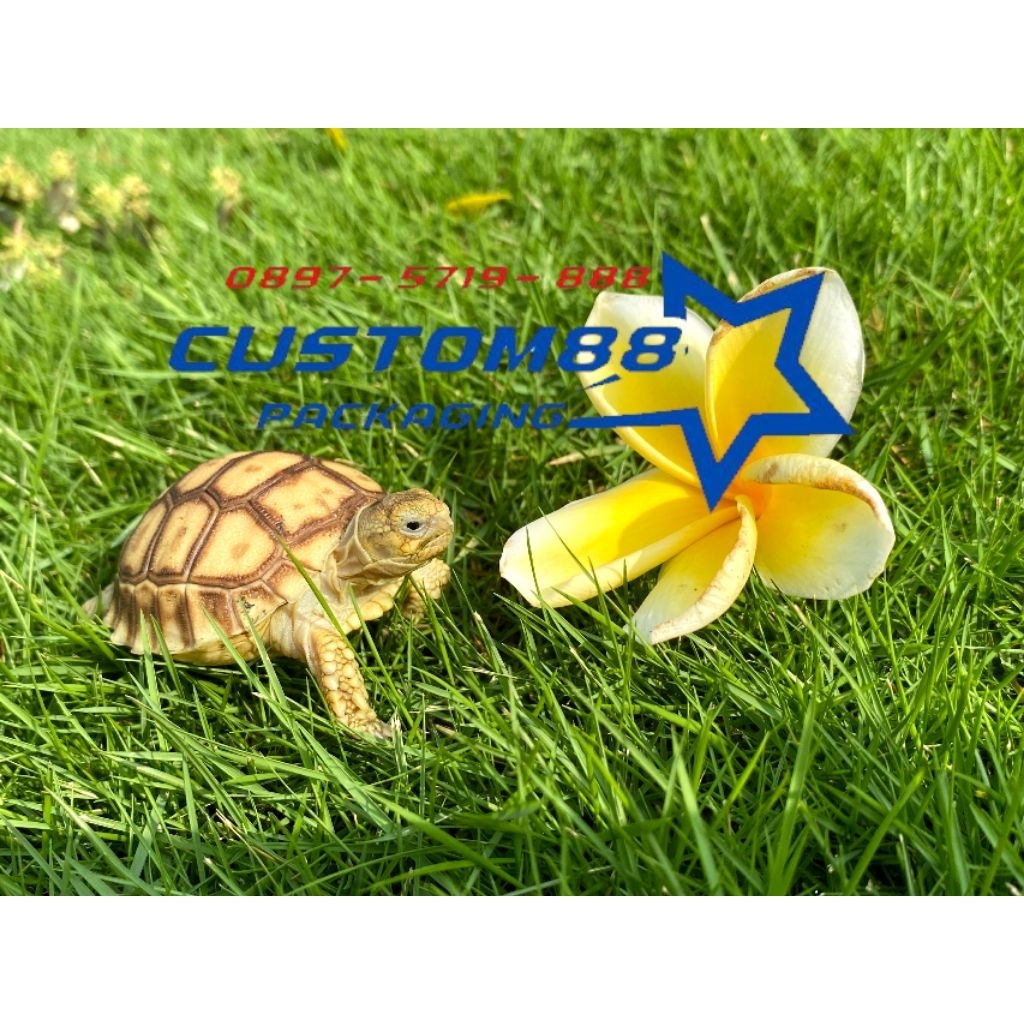 Kura Darat Sulcata 5-6 cm dijamin sehat normal Murah Pelet Reptil Baby Pakan