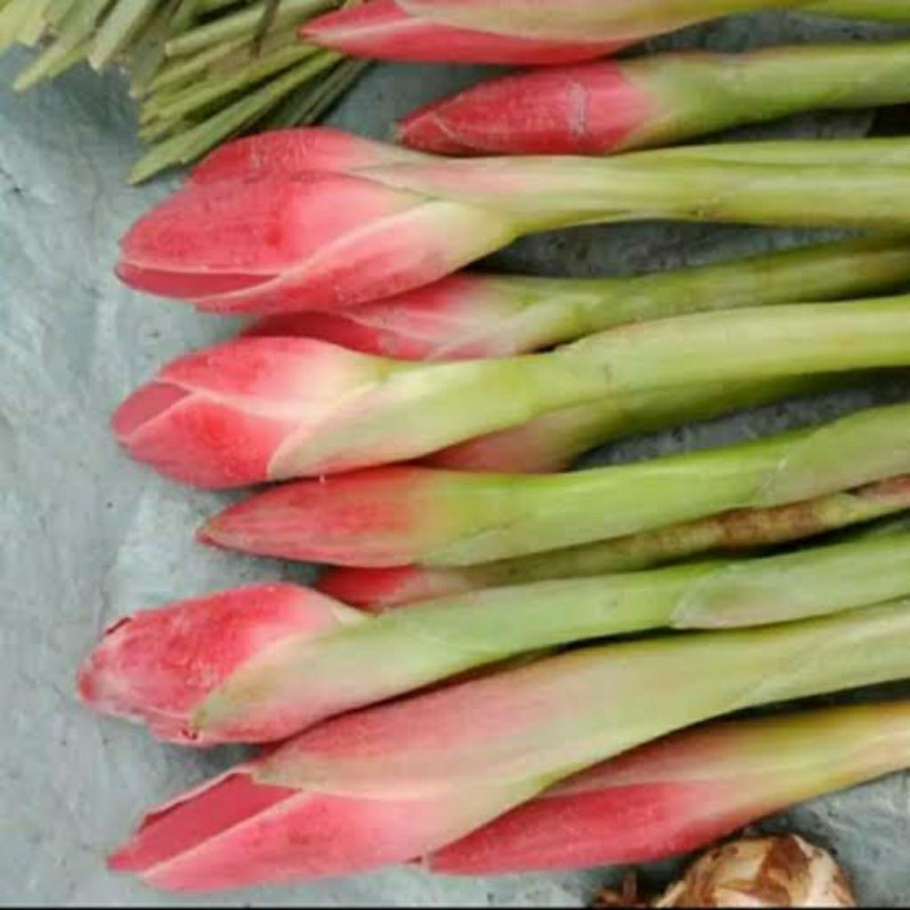 

bunga kecombrang 1 tangkai kembang kecombrang