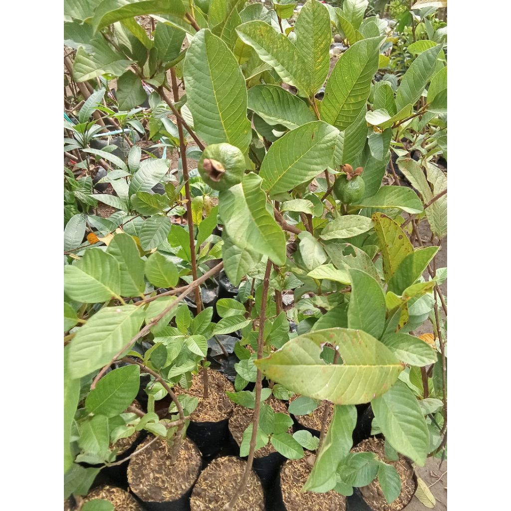 Bibit tanaman buah jambu kristal putih cangkokan sudah berbuah / siap berbuah