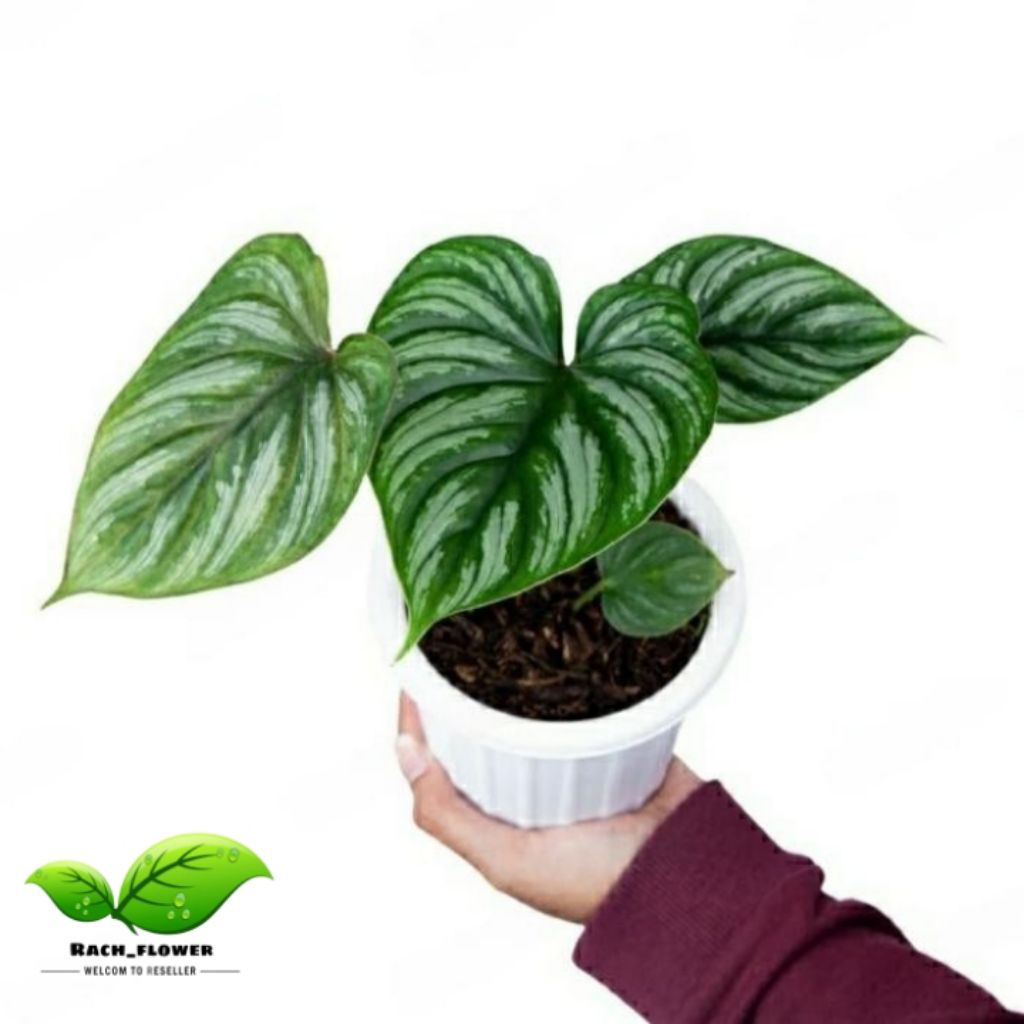 Philodendron mamei silver cloud - tanaman hias philodendron mamei