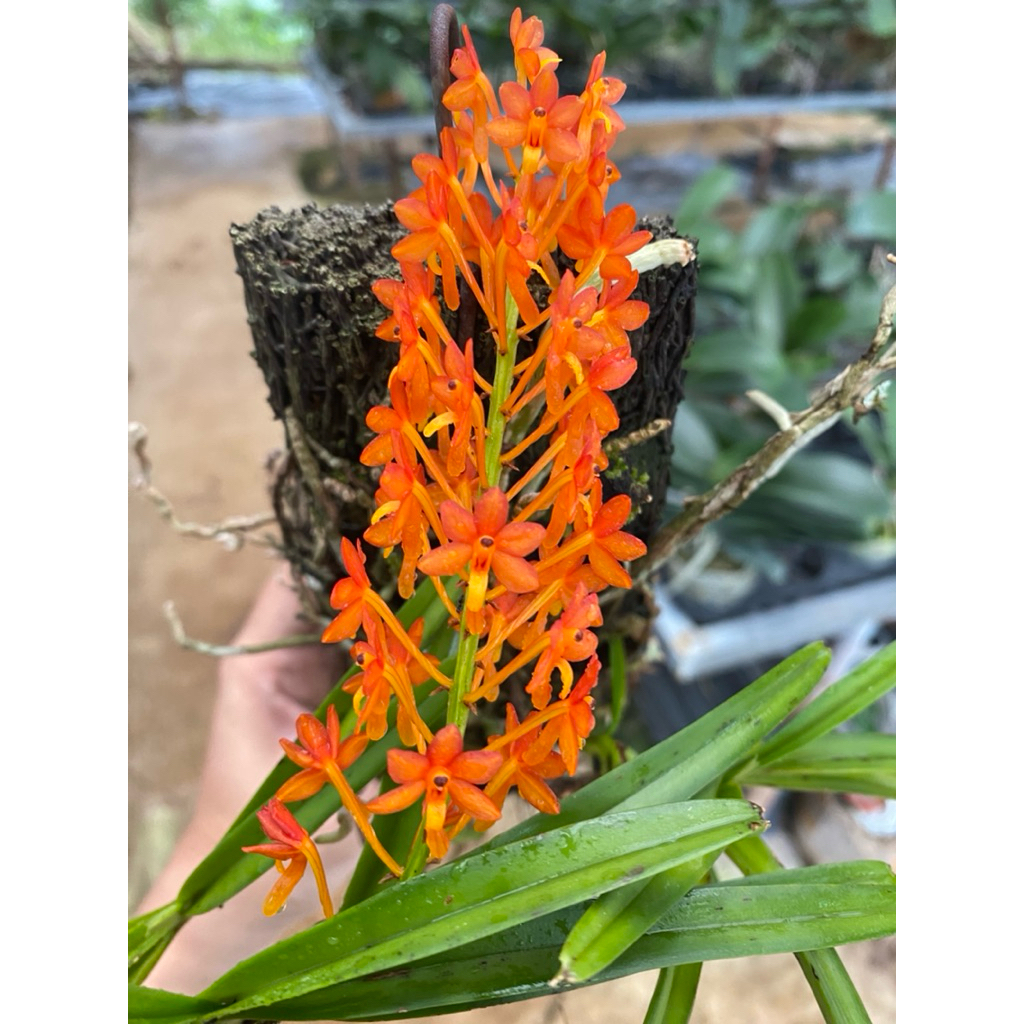 VANDA SPECIES MINI ASCO