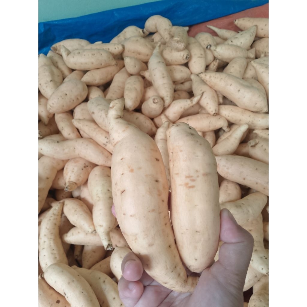 

Ubi ci lembu madu mini sedang 1kg