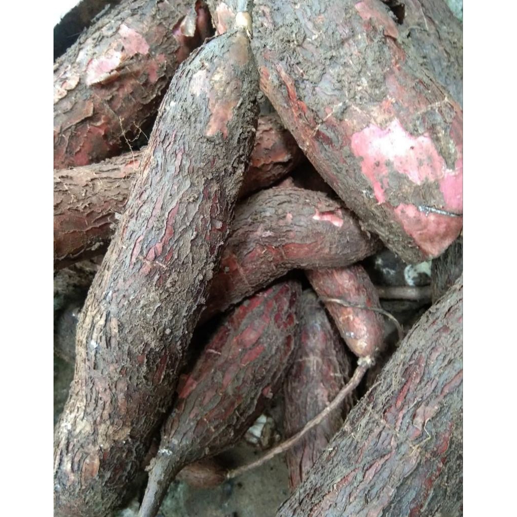 

Singkong 3kg Murah Pulen umur 6 sd 8 Bulan Gratis ongkir Bisa COD