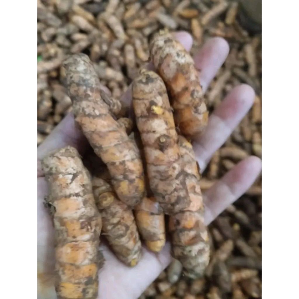 

PEROMO murah kunyit sayur / kuning / kunir