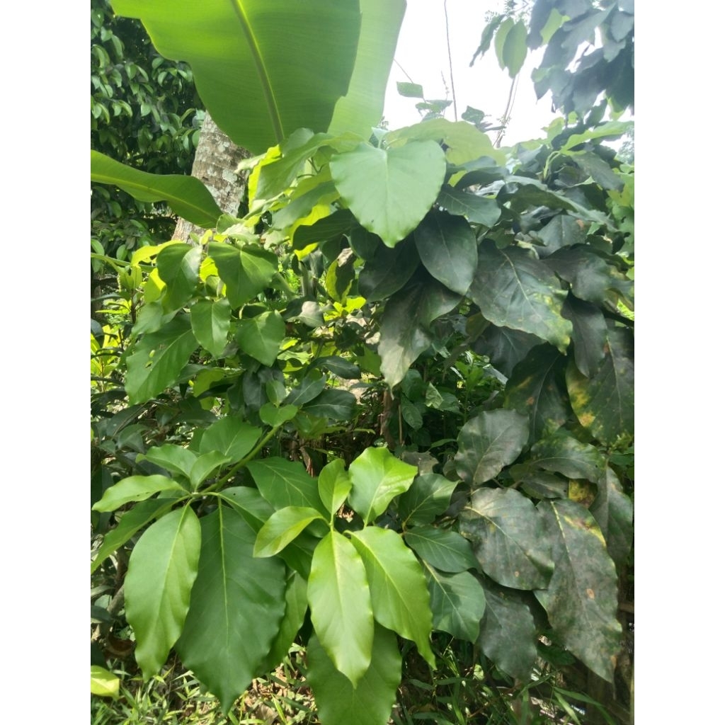 

PEROMO DAUN ALFUKAT OBAT HERBAL 100 LEMBAR