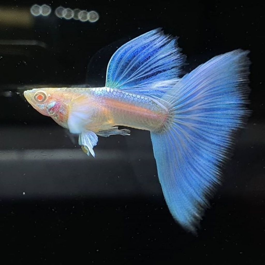 IKAN GUPPY ALBINO SKY BLUE