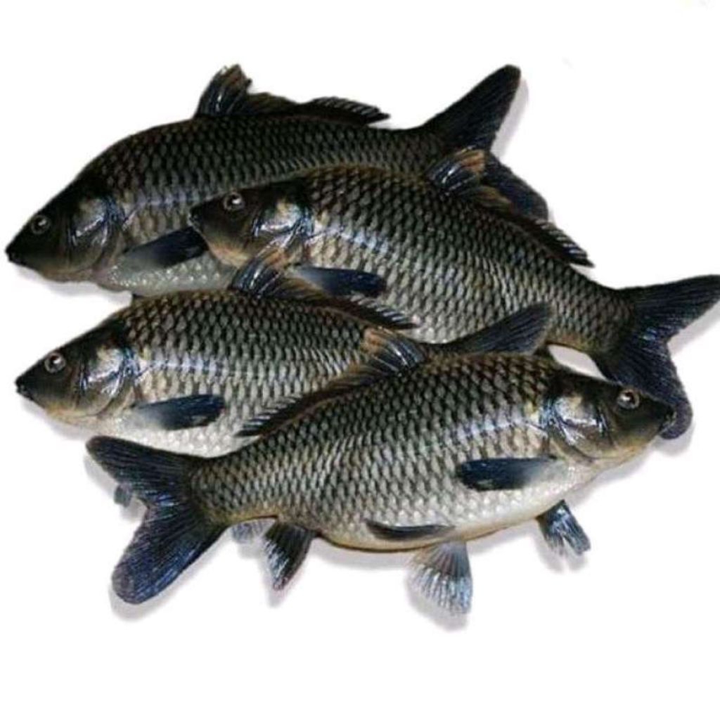 

Segar Ikan mas 1 kg