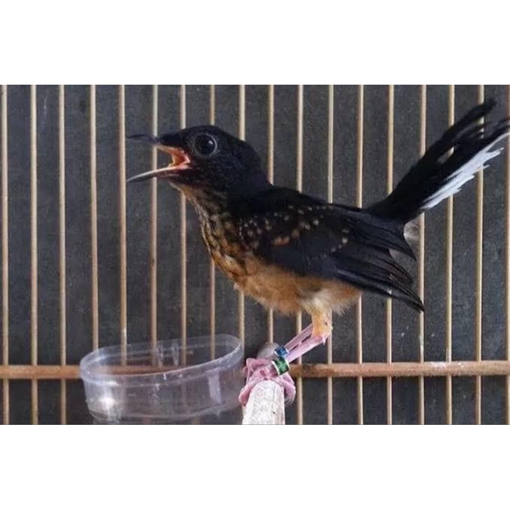 murai anak trotol gembling pilihan