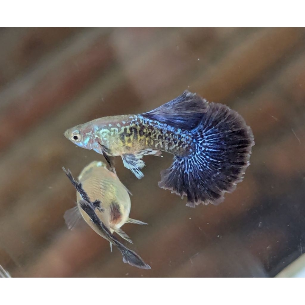 mainan guppy purple dragon