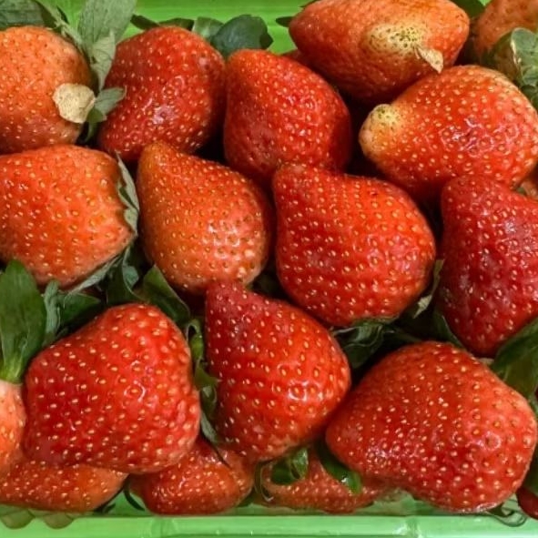 

Buah Stroberi Fresh Organik Bandung 1 kg Strawberry box