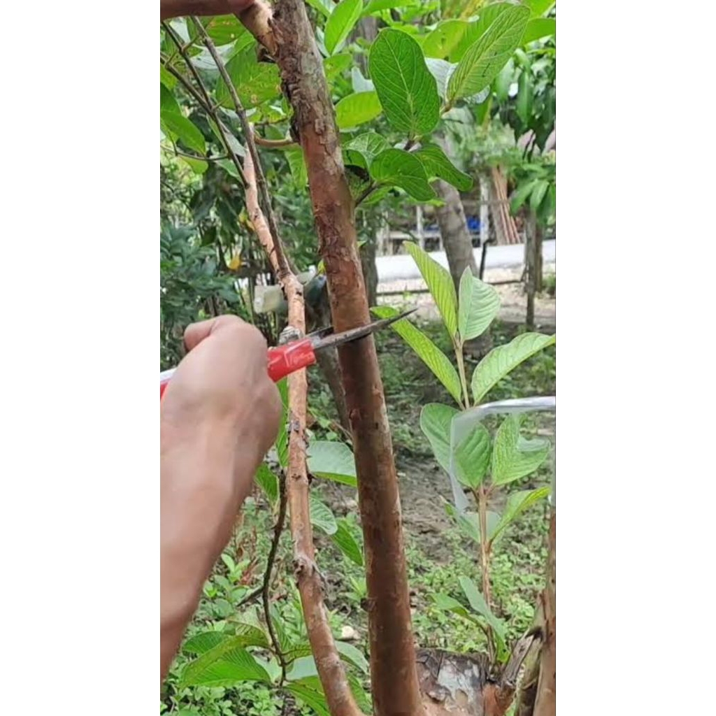 

Akar jambu biji berat 100gr siap pakai