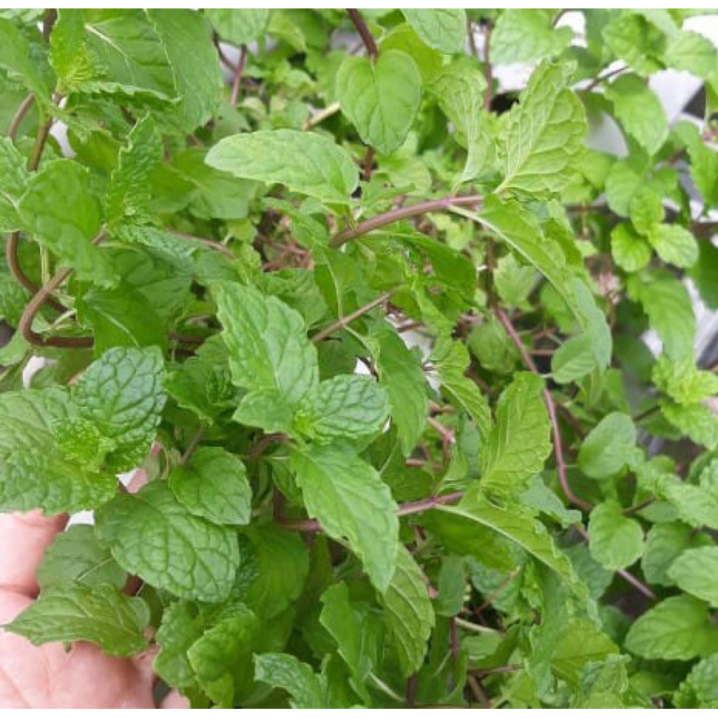 

pohon mint segar cod 500g polibnk