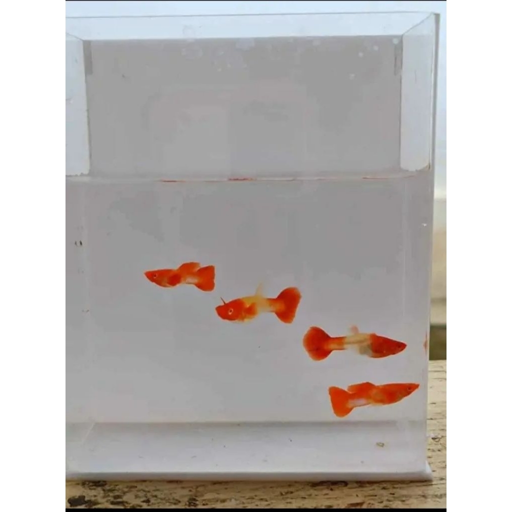 sepasang guppy Albino Koi Red Ear indukan