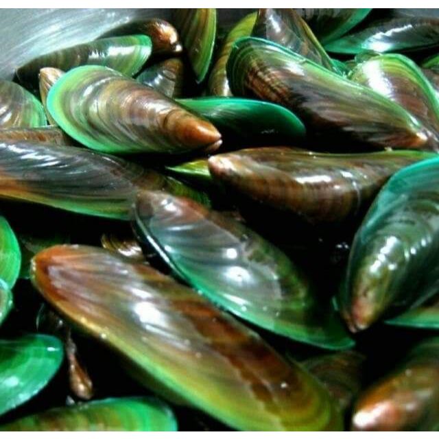 

Kerang Hijau