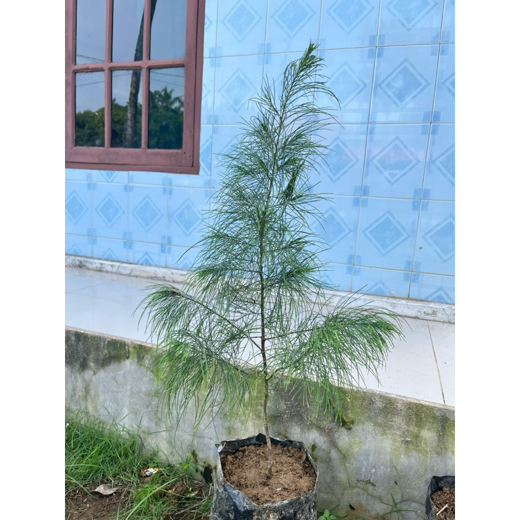 Bonsai Taman Cemara Udang
