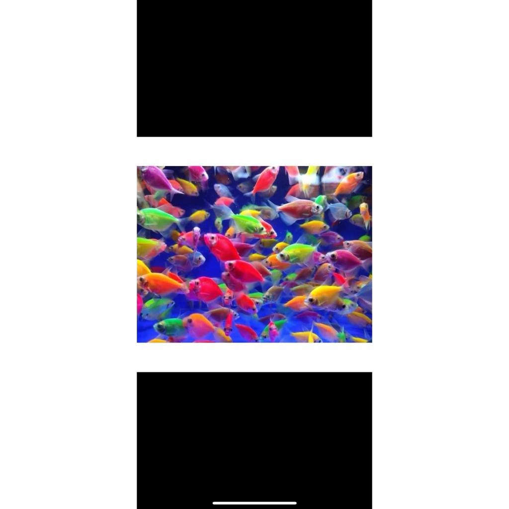 glow fish tetra 10ekor