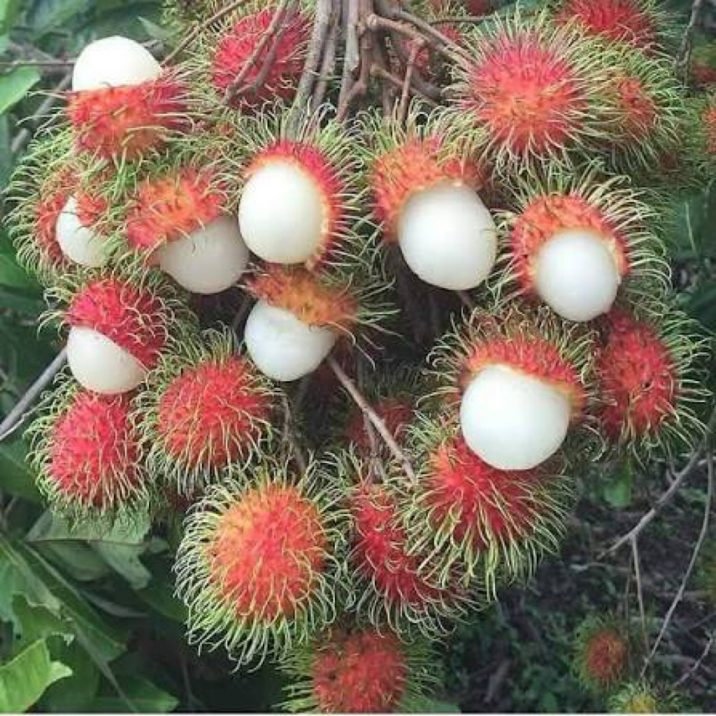 bibit rambutan binjai kondisi sudah berbunga