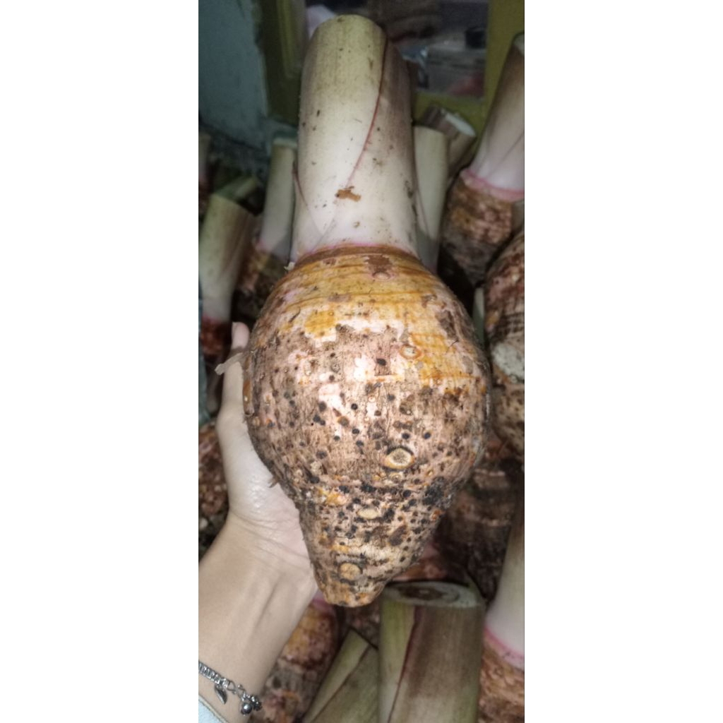 

TALAS PREMIUM PRATAMA SIAP OLAH