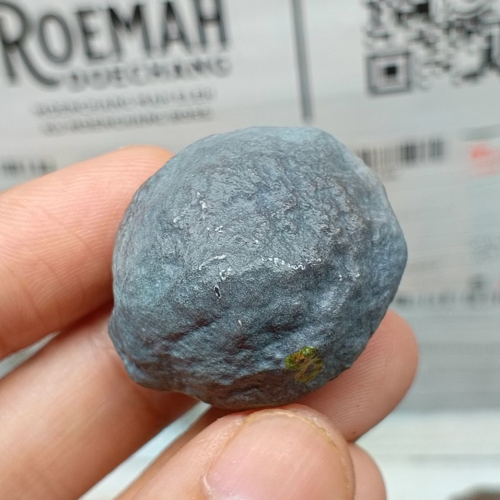 Muncang Adu SB x Manohara kode 8