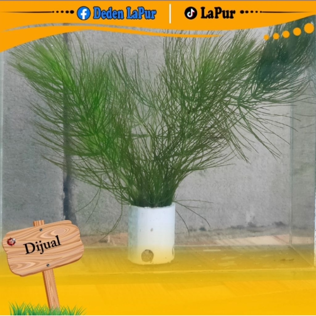 Tanaman air ekor tupai