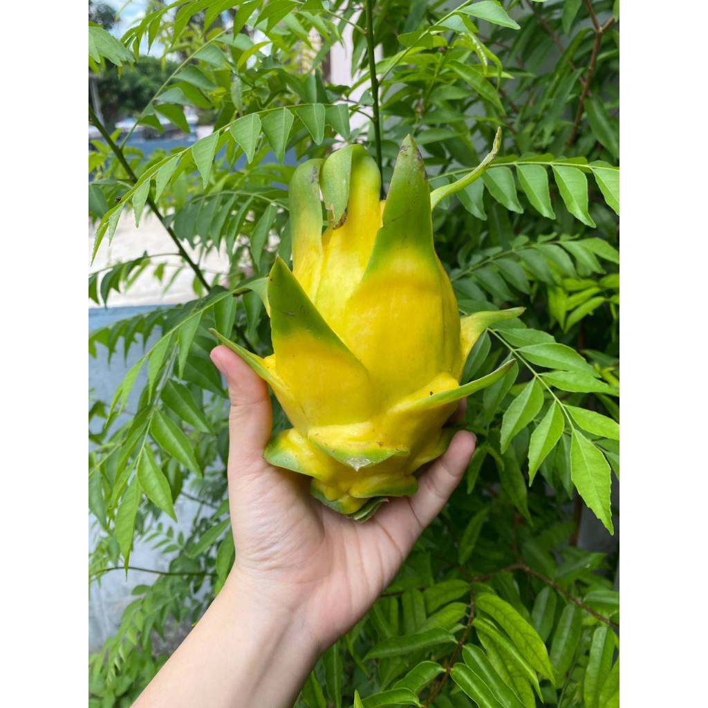 

buah naga kuning organik