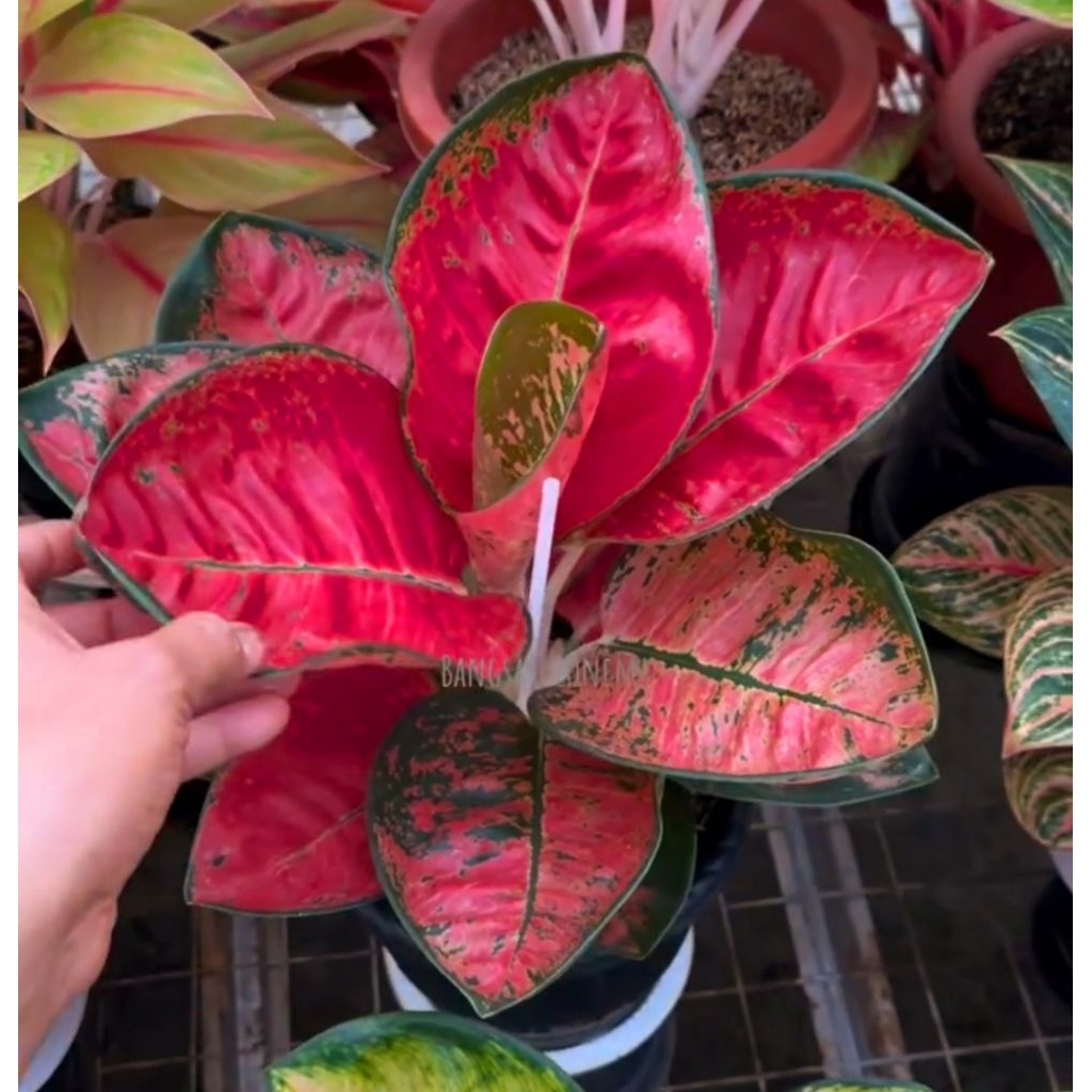 Tanaman Hias Aglonema Suksom Mangkok Mutasi Murah Bunga Hias Aglonema Aglaonema Suksom Mangkok Anaka