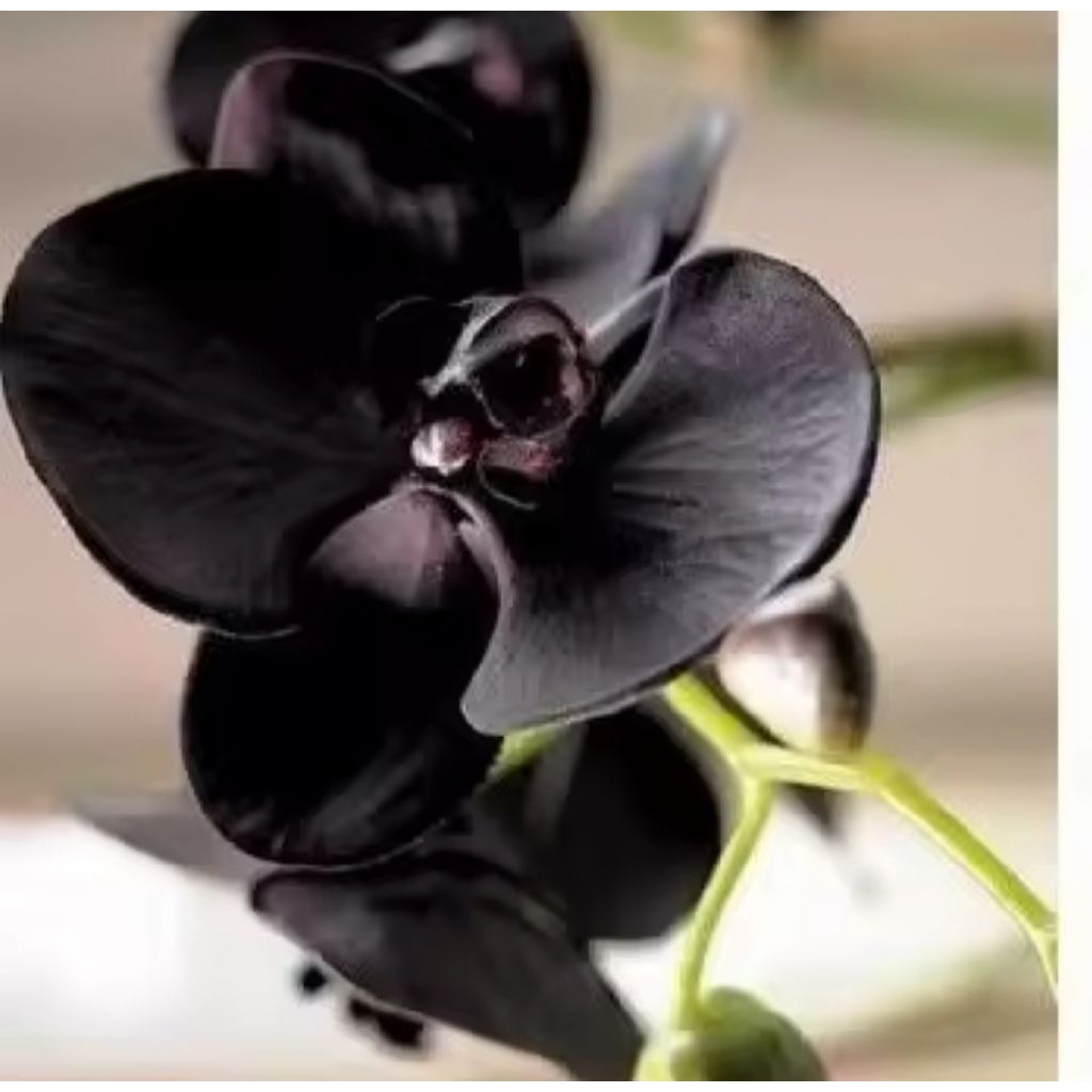 - anggrek dendrobium bunga hitam papua new terlaris dan termurah