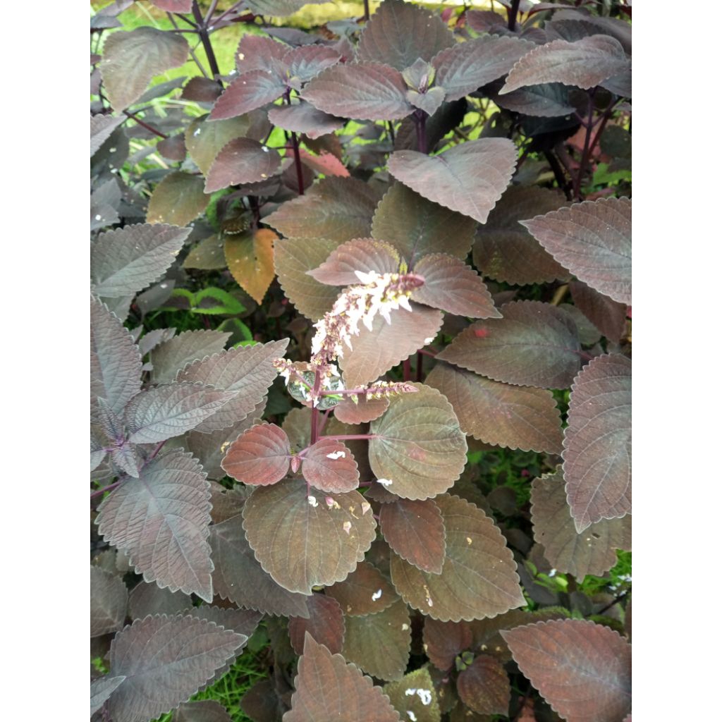 

Daun Miana ungu / daun jawer kotok 200gram