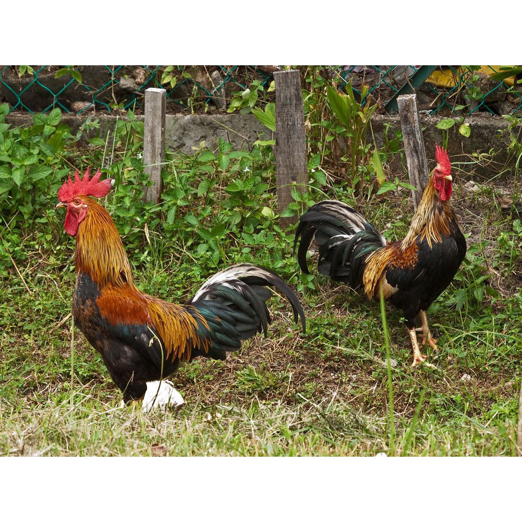 

paket hemat 10 telur ayam kampung super asli fertil siap buat ditetaskan