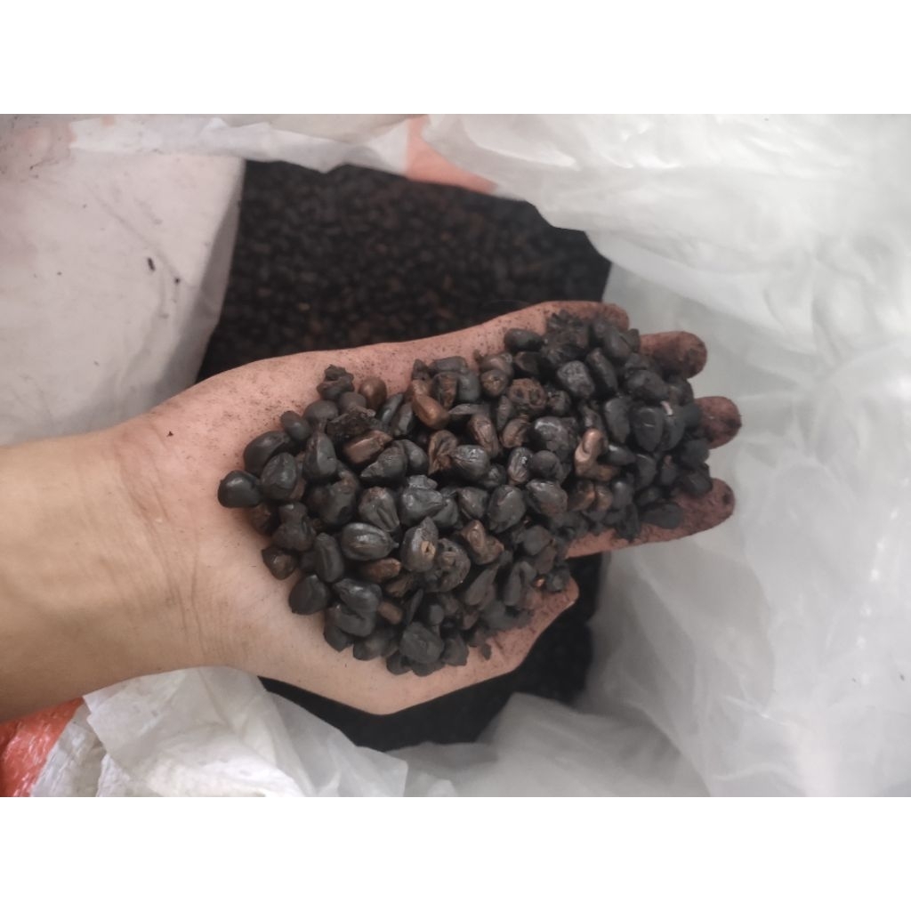 

JAGUNG ROASTING 15KG COCOK RESELLER