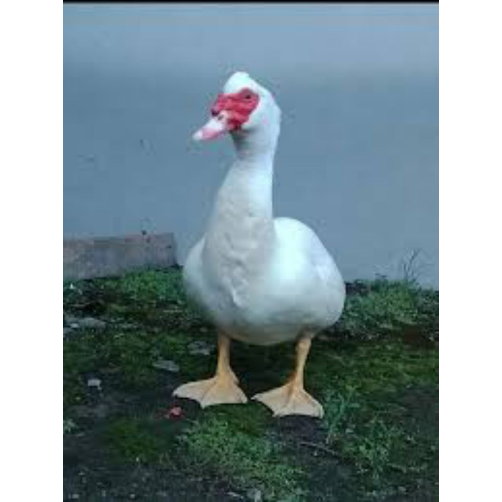 

paket hemat 3 telur mentok/entok jumbo fertil siap buat ditetaskan