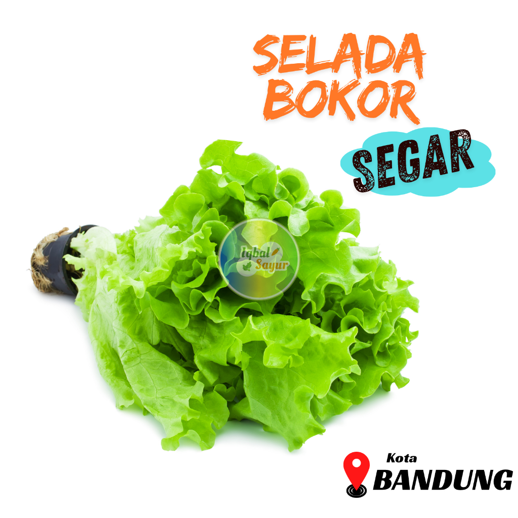

Selada / Selada Bokor Segar Bandung
